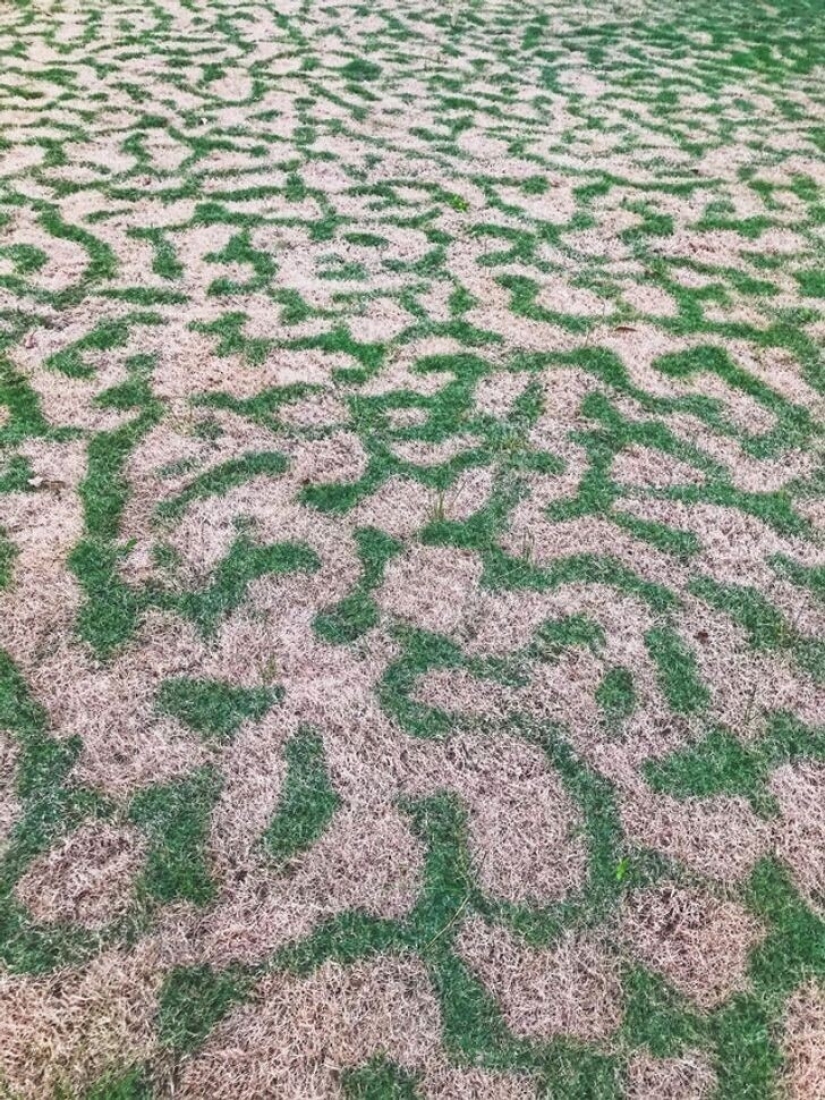 35 cosas extrañas y sorprendentes que la gente quería compartir en línea 35 cosas extrañas y sorprendentes que la gente quería compartir en línea