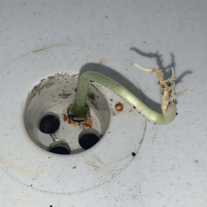 35 cosas extrañas y sorprendentes que la gente quería compartir en línea 35 cosas extrañas y sorprendentes que la gente quería compartir en línea