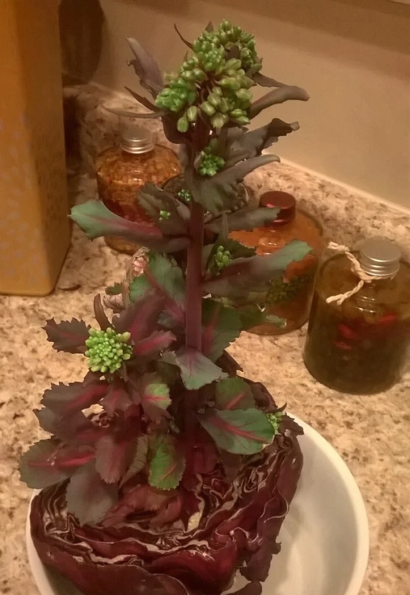 35 cosas extrañas y sorprendentes que la gente quería compartir en línea 35 cosas extrañas y sorprendentes que la gente quería compartir en línea