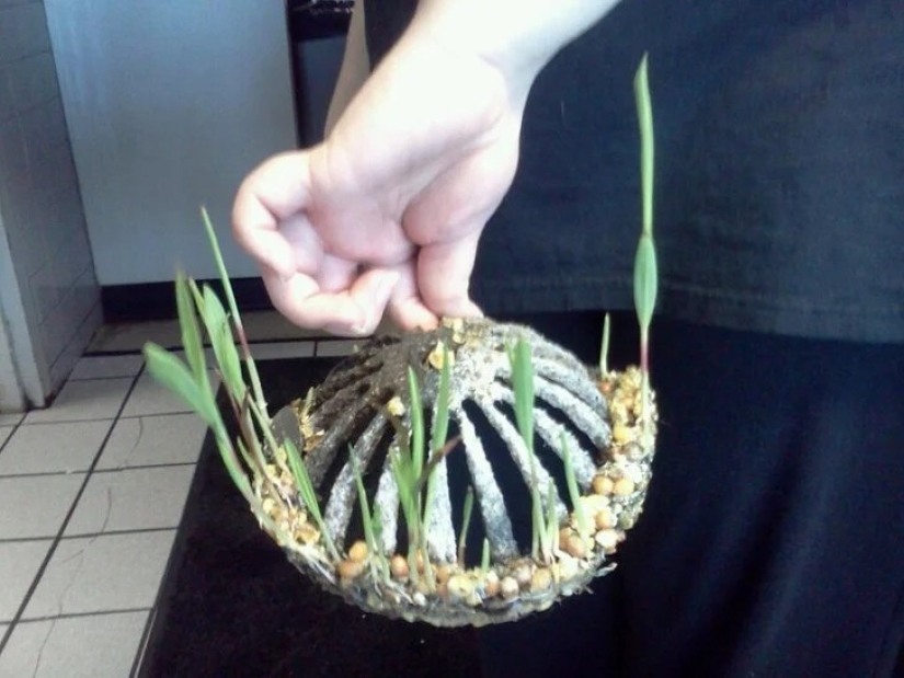 35 cosas extrañas y sorprendentes que la gente quería compartir en línea 35 cosas extrañas y sorprendentes que la gente quería compartir en línea