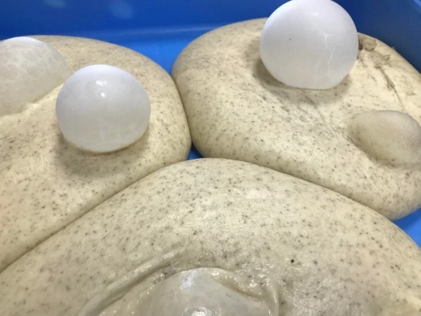 35 cosas extrañas y sorprendentes que la gente quería compartir en línea 35 cosas extrañas y sorprendentes que la gente quería compartir en línea