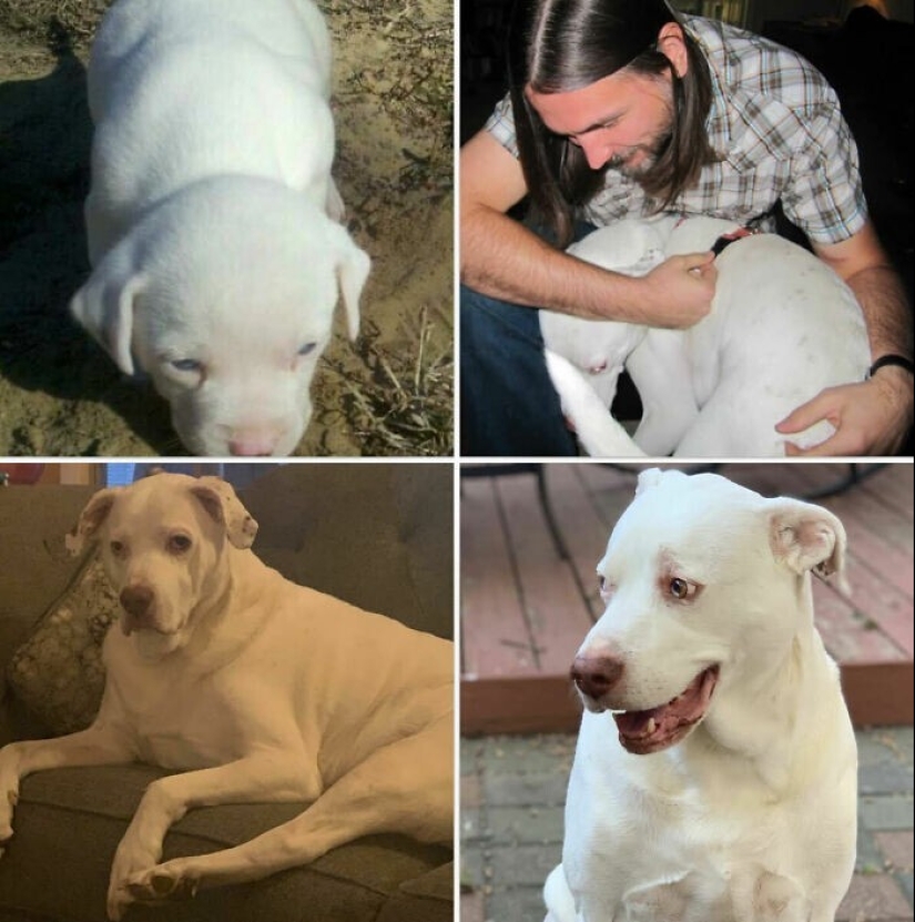 35 fotos conmovedoras de animales a los que se les ha dado una nueva vida 35 fotos conmovedoras de animales a los que se les ha dado una nueva vida