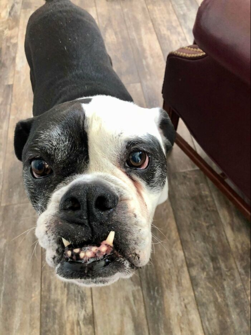 35 fotos conmovedoras de animales a los que se les ha dado una nueva vida 35 fotos conmovedoras de animales a los que se les ha dado una nueva vida