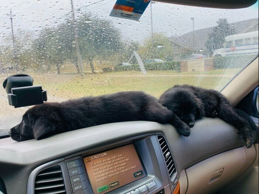 35 fotos conmovedoras de animales a los que se les ha dado una nueva vida 35 fotos conmovedoras de animales a los que se les ha dado una nueva vida