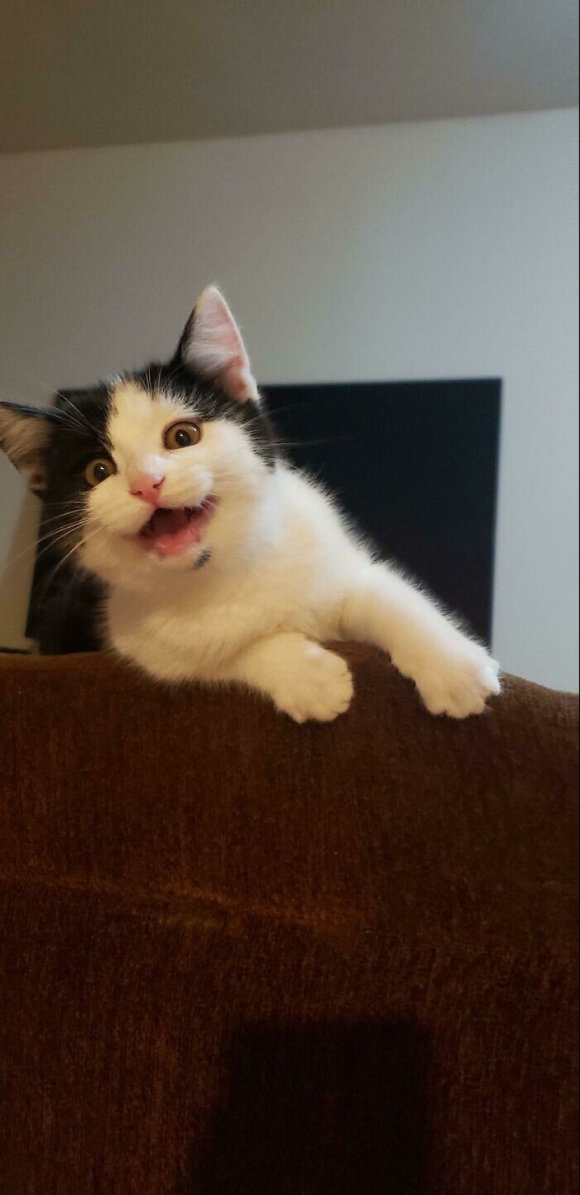 35 fotos conmovedoras de animales a los que se les ha dado una nueva vida 35 fotos conmovedoras de animales a los que se les ha dado una nueva vida