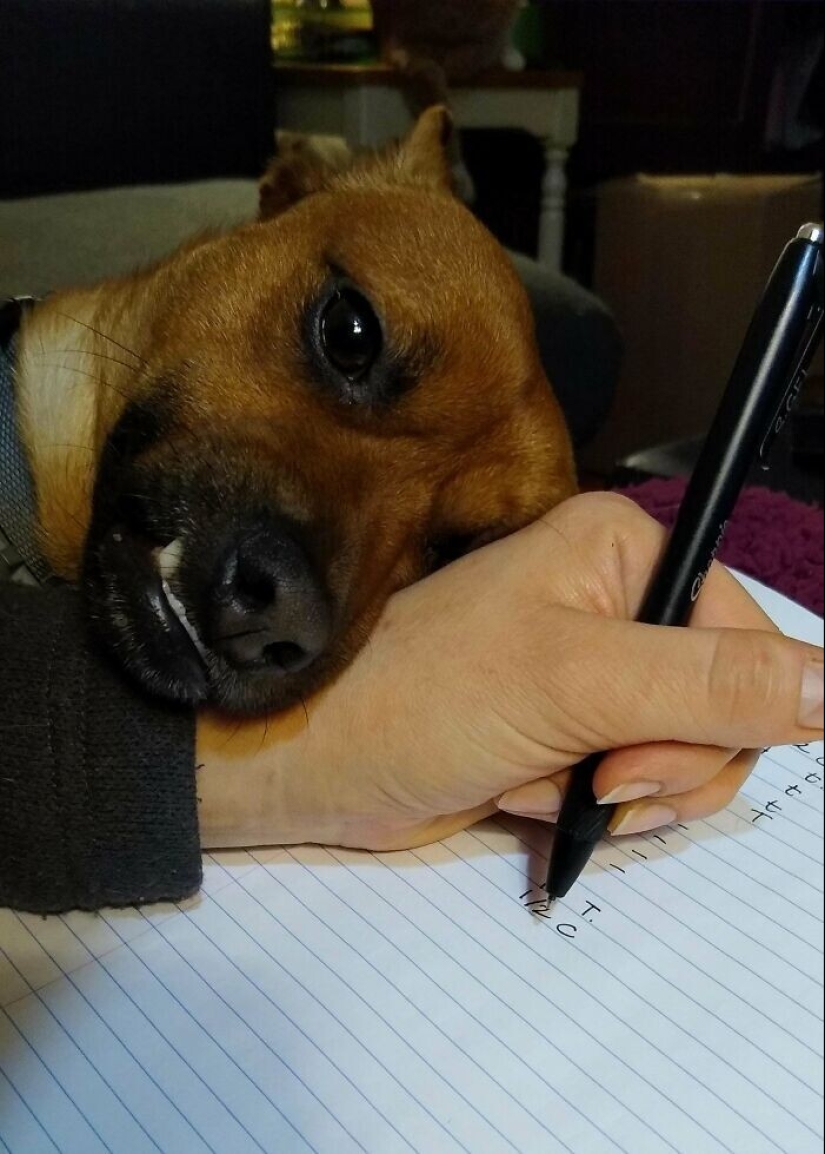 35 fotos conmovedoras de animales a los que se les ha dado una nueva vida 35 fotos conmovedoras de animales a los que se les ha dado una nueva vida