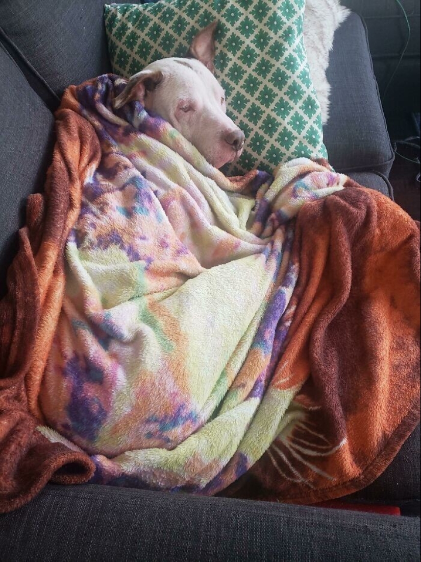 35 fotos conmovedoras de animales a los que se les ha dado una nueva vida 35 fotos conmovedoras de animales a los que se les ha dado una nueva vida