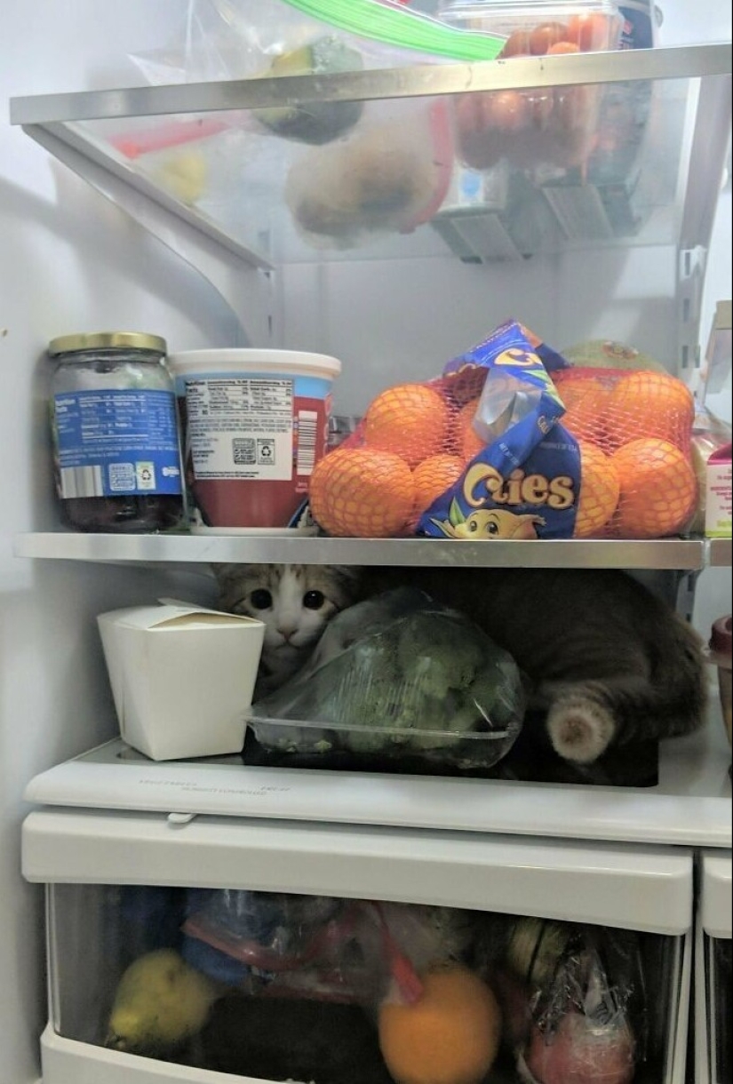 35 fotos conmovedoras de animales a los que se les ha dado una nueva vida 35 fotos conmovedoras de animales a los que se les ha dado una nueva vida