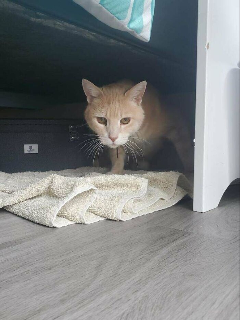 35 fotos conmovedoras de animales a los que se les ha dado una nueva vida 35 fotos conmovedoras de animales a los que se les ha dado una nueva vida