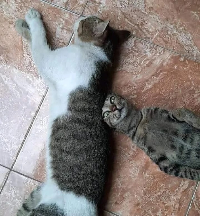 35 fotos de gatos tan divertidos y sus divertidas travesuras