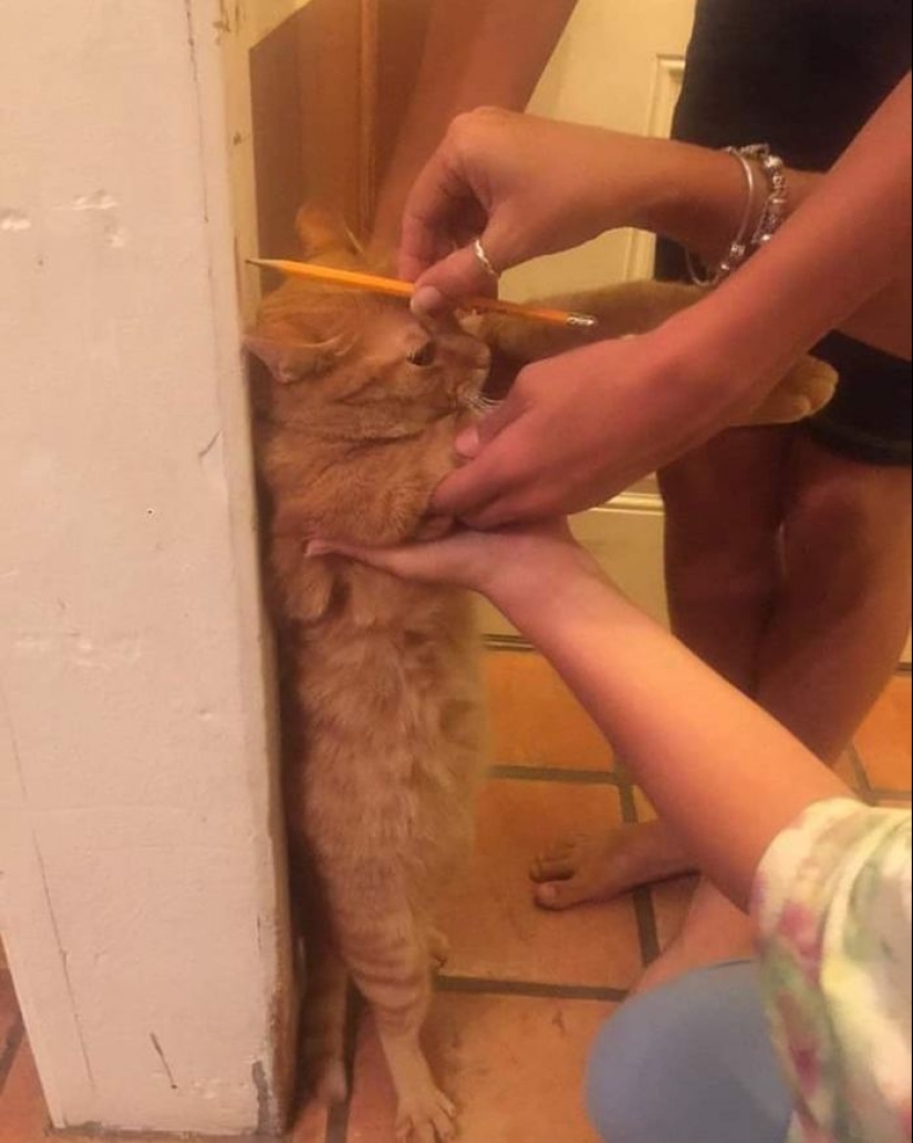 35 fotos divertidas de animales. Para aquellos que necesitan una cura para la negatividad