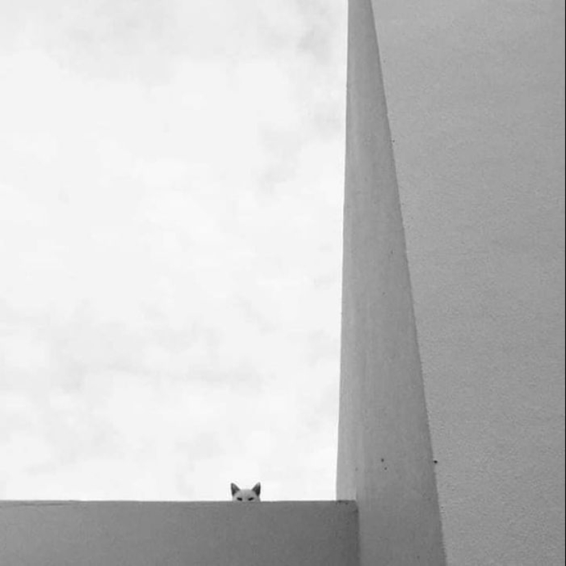 35 fotos divertidas de animales. Para aquellos que necesitan una cura para la negatividad