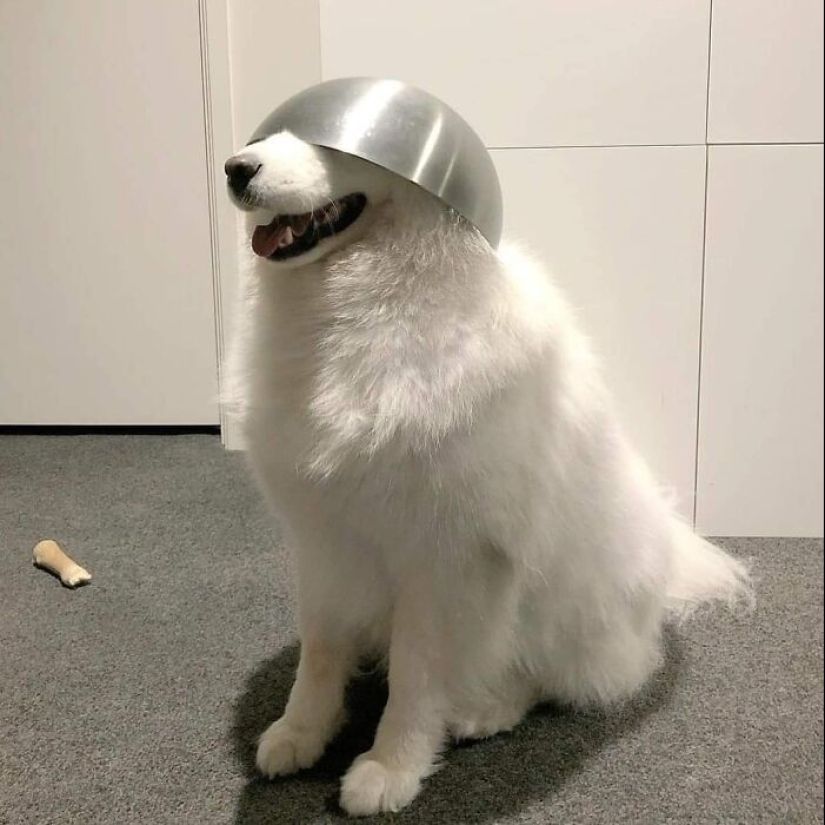 35 fotos divertidas de animales. Para aquellos que necesitan una cura para la negatividad