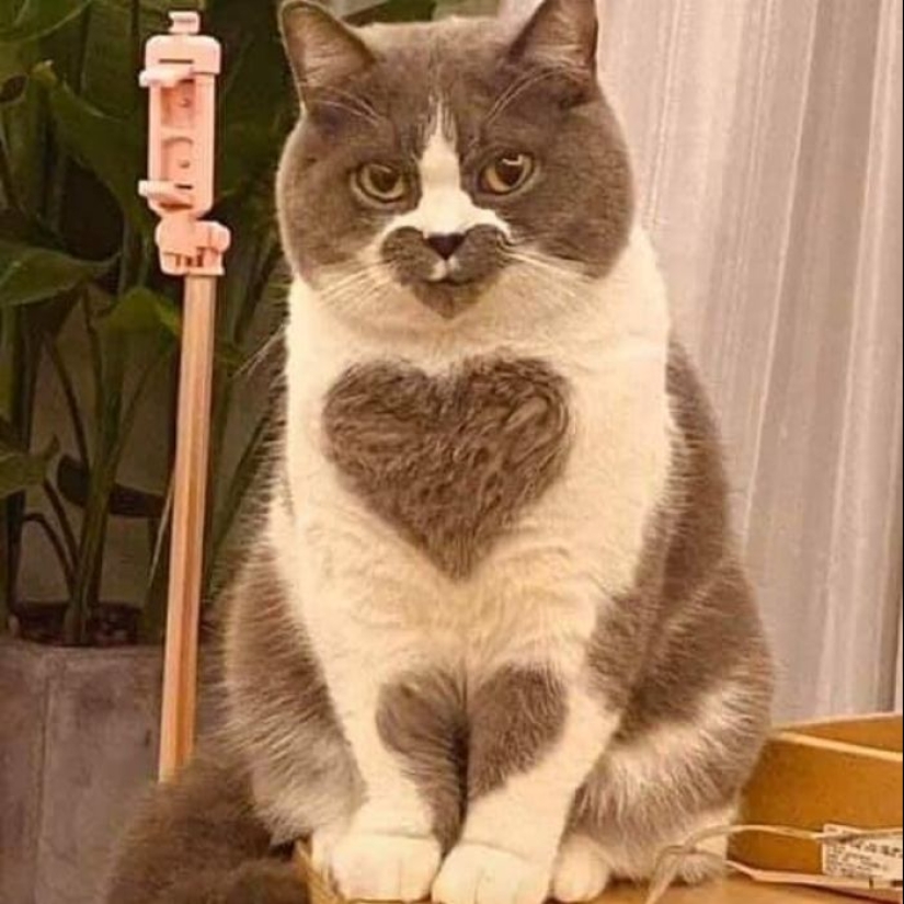 35 fotos divertidas de animales. Para aquellos que necesitan una cura para la negatividad