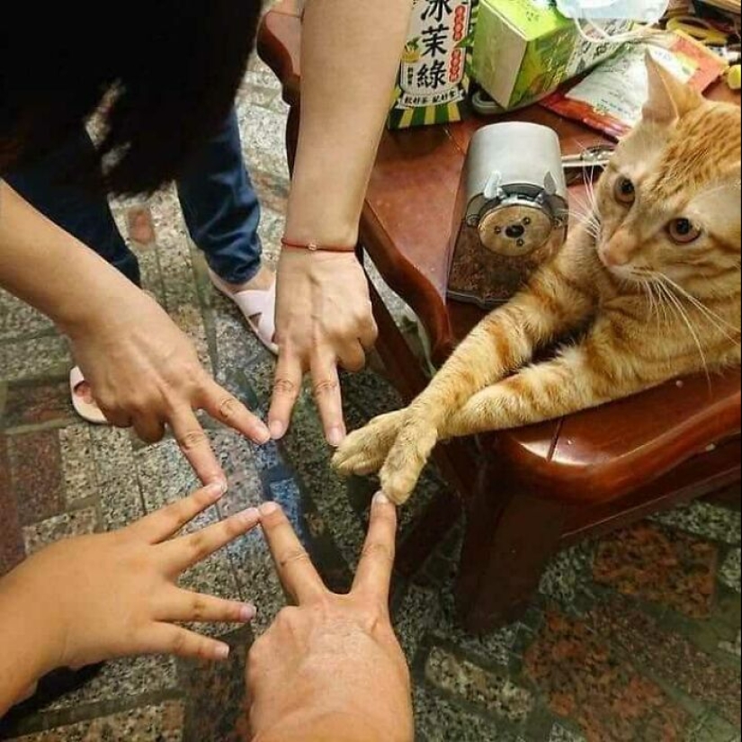 35 fotos divertidas de animales. Para aquellos que necesitan una cura para la negatividad