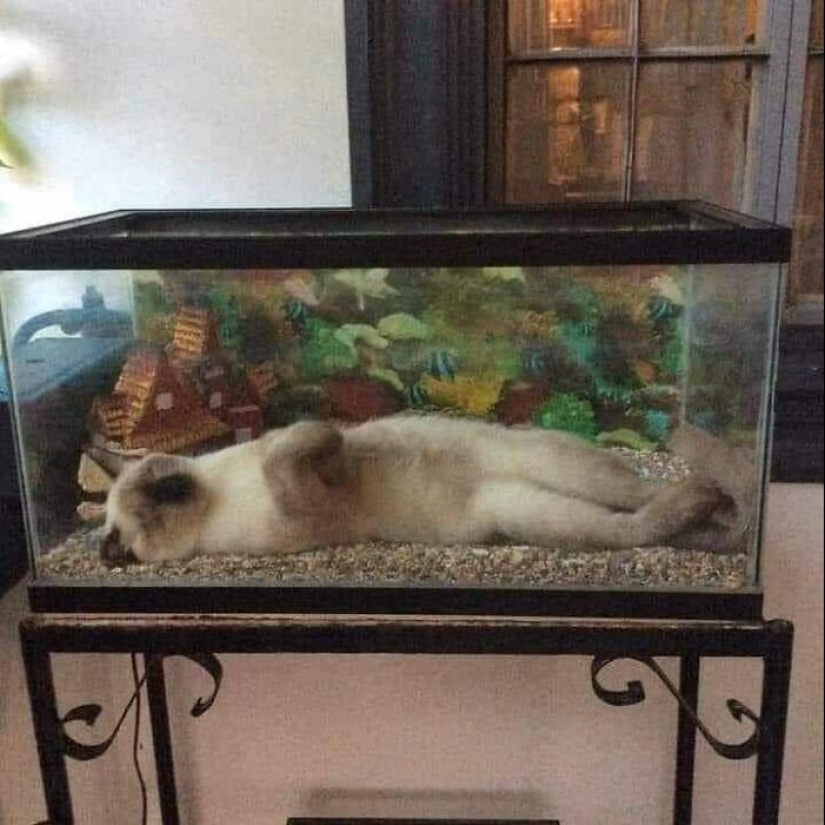 35 fotos divertidas de animales. Para aquellos que necesitan una cura para la negatividad