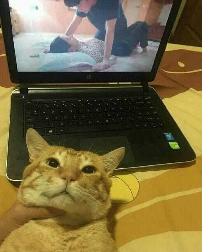 35 funny animal photos. For those who need a cure for negativity