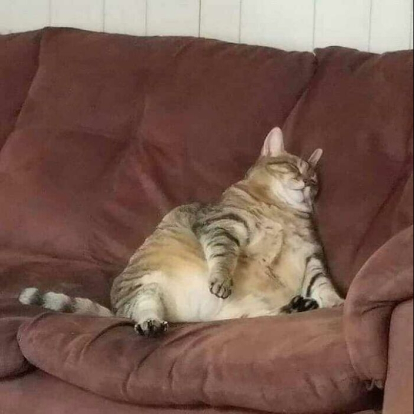 35 funny animal photos. For those who need a cure for negativity