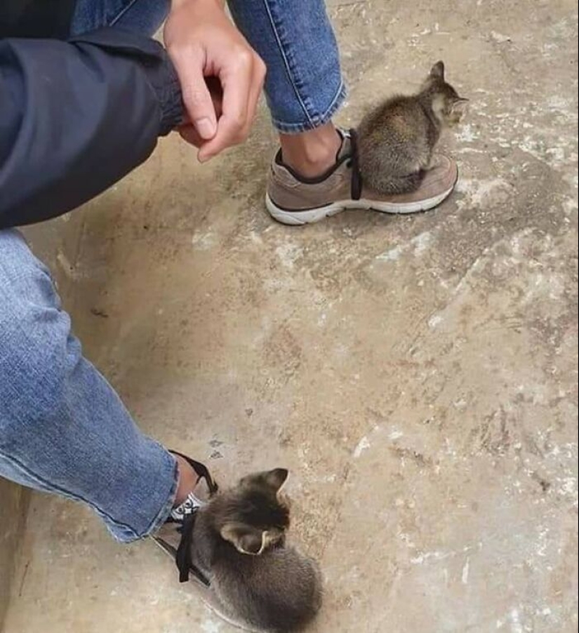 35 funny animal photos. For those who need a cure for negativity