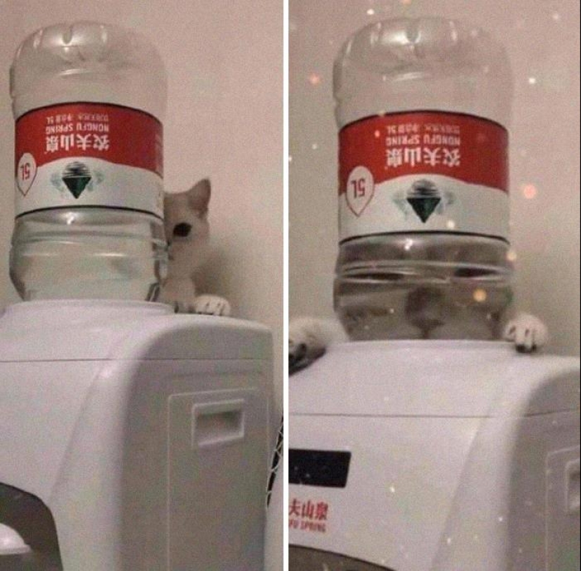 35 funny animal photos. For those who need a cure for negativity