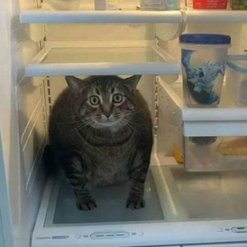 35 funny animal photos. For those who need a cure for negativity