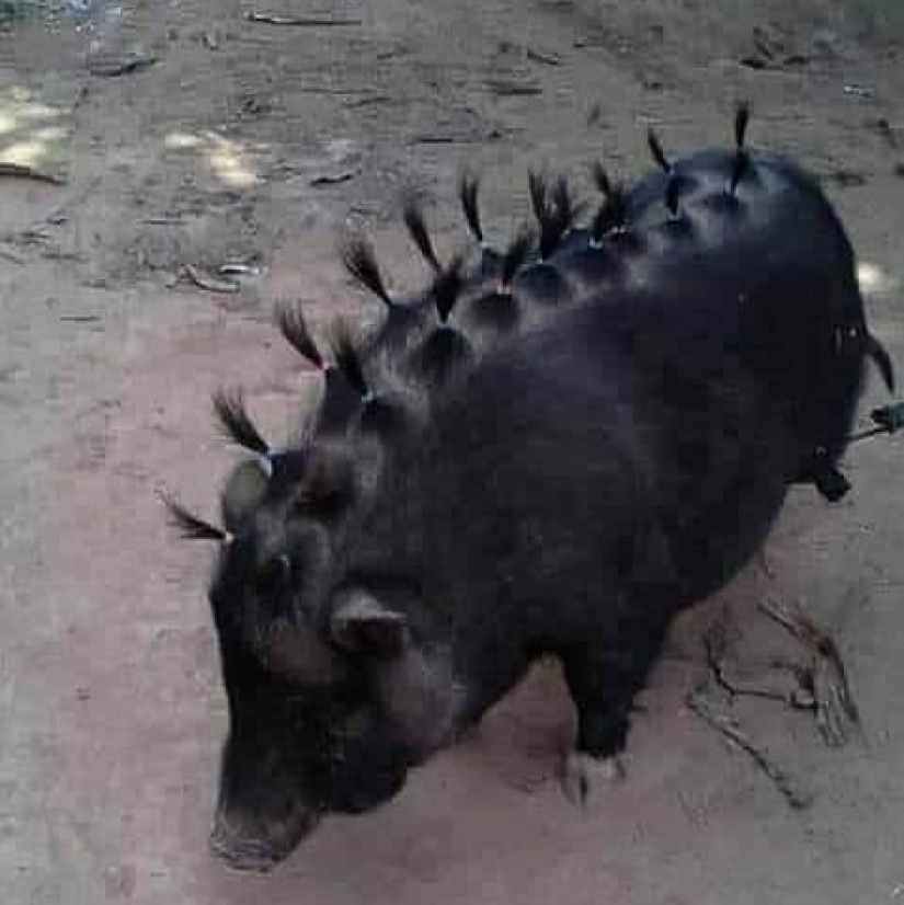 35 funny animal photos. For those who need a cure for negativity