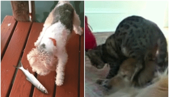 35 gifs hilarantes con animales insolentes