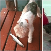 35 hilarious gifs with impudent animals