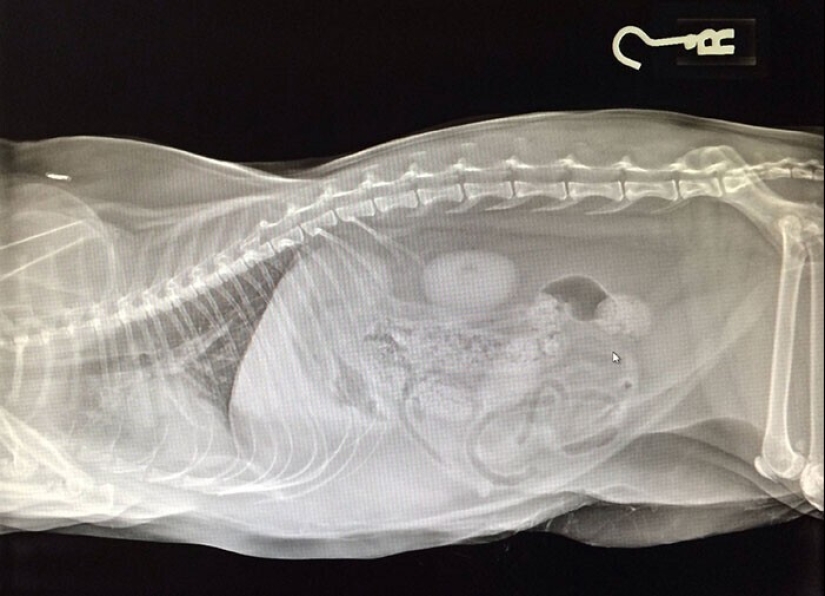 35 imágenes de rayos x que revelan el mundo de un inesperado trimestre