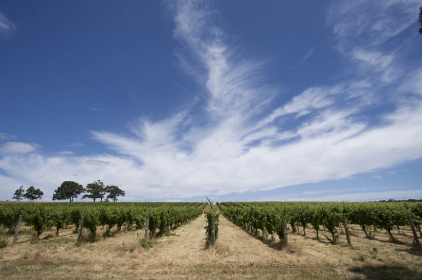 35 most beautiful vineyards in the world 35 most beautiful vineyards in the world