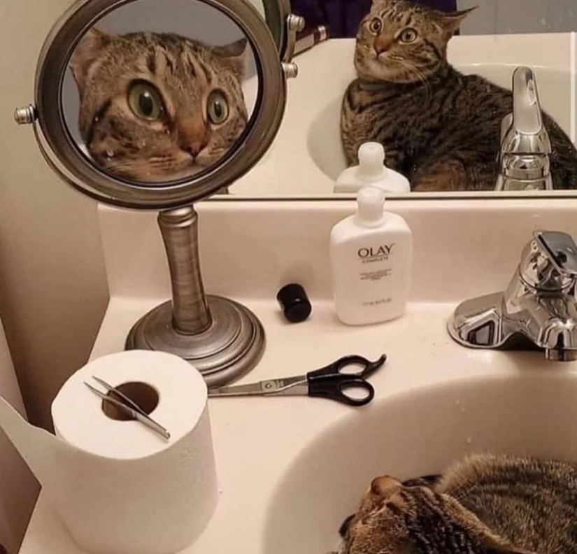 35 photos of such funny cats and their hilarious antics 35 photos of such funny cats and their hilarious antics