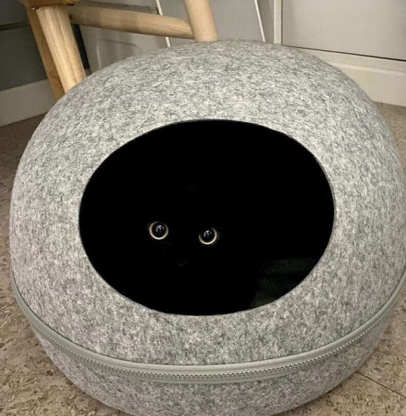 35 photos of such funny cats and their hilarious antics 35 photos of such funny cats and their hilarious antics