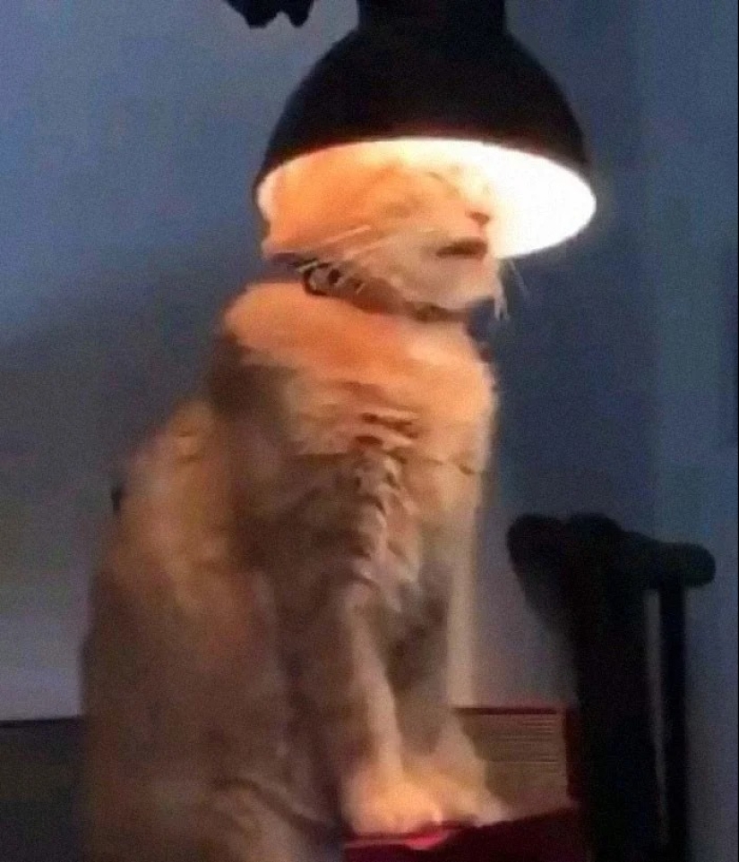 35 photos of such funny cats and their hilarious antics 35 photos of such funny cats and their hilarious antics