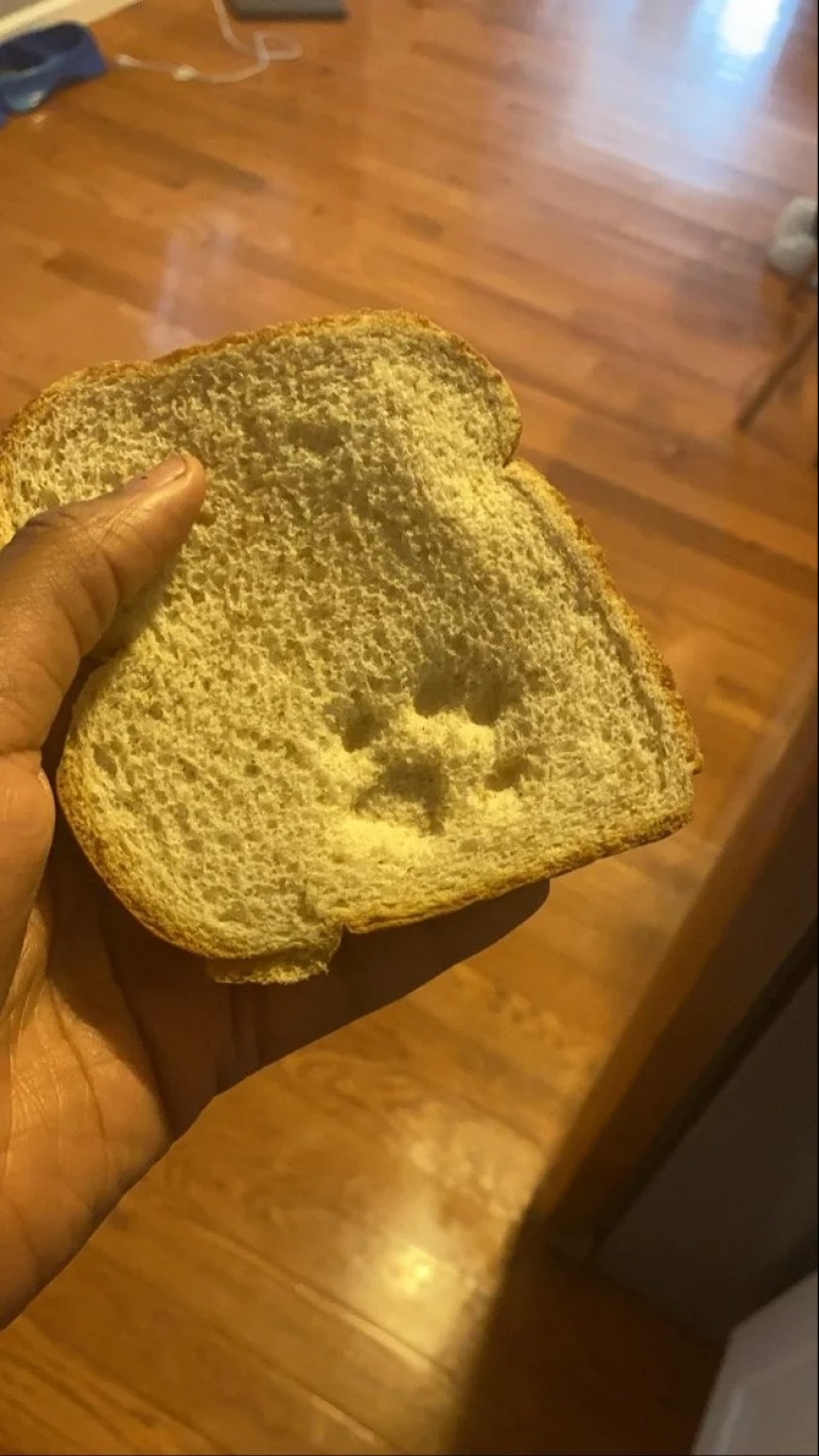 35 photos of such funny cats and their hilarious antics 35 photos of such funny cats and their hilarious antics