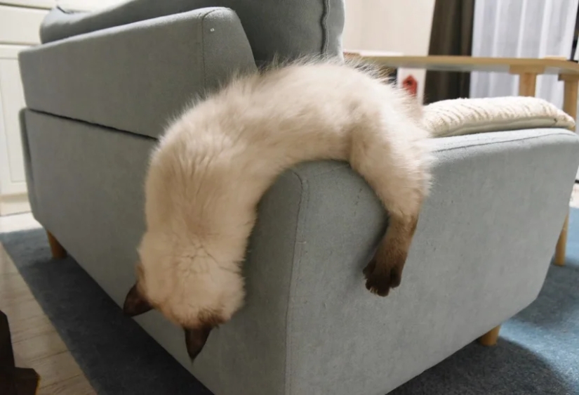 35 photos of such funny cats and their hilarious antics 35 photos of such funny cats and their hilarious antics