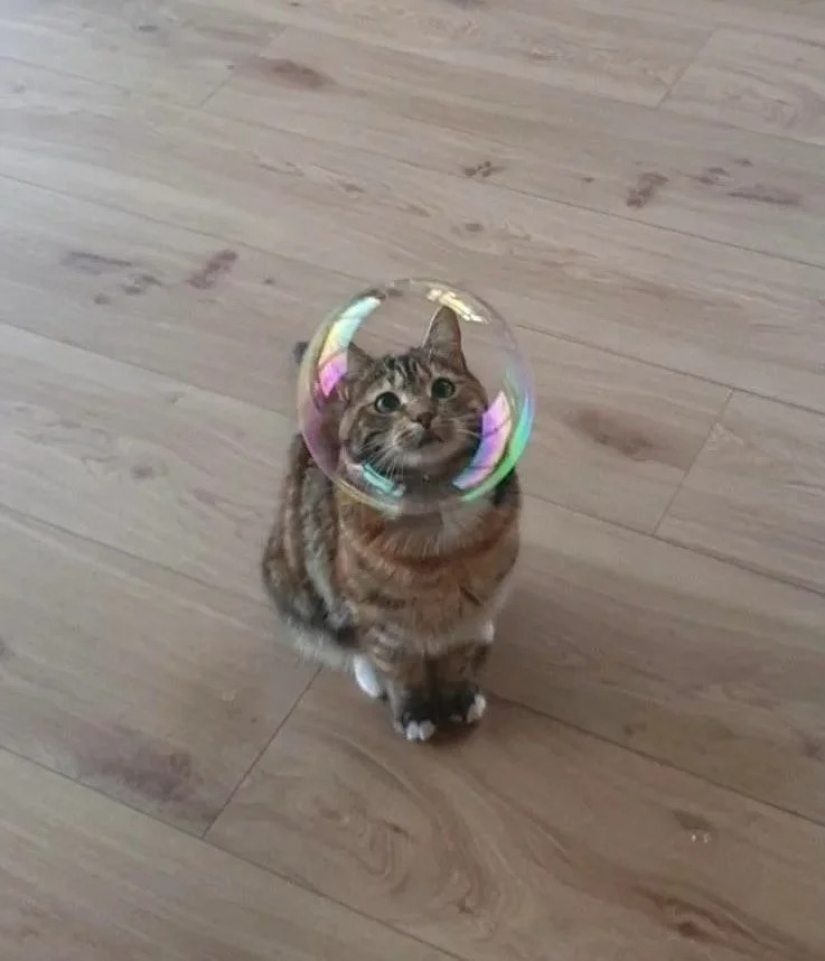 35 photos of such funny cats and their hilarious antics 35 photos of such funny cats and their hilarious antics