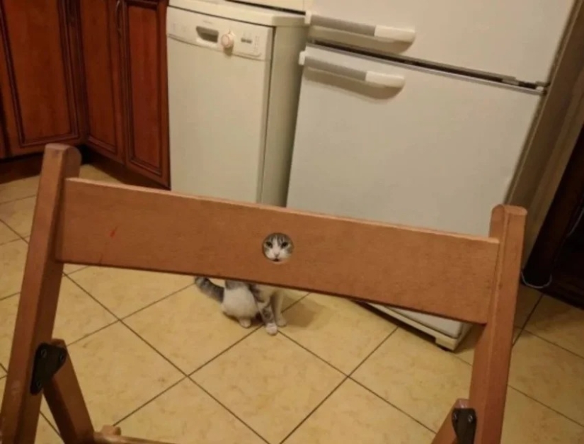 35 photos of such funny cats and their hilarious antics 35 photos of such funny cats and their hilarious antics