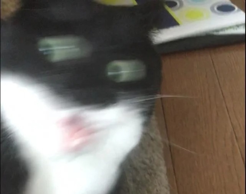 35 photos of such funny cats and their hilarious antics 35 photos of such funny cats and their hilarious antics