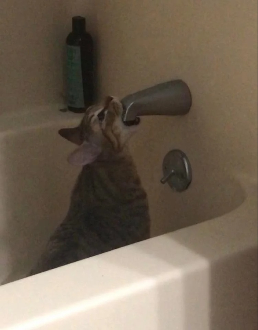 35 photos of such funny cats and their hilarious antics 35 photos of such funny cats and their hilarious antics