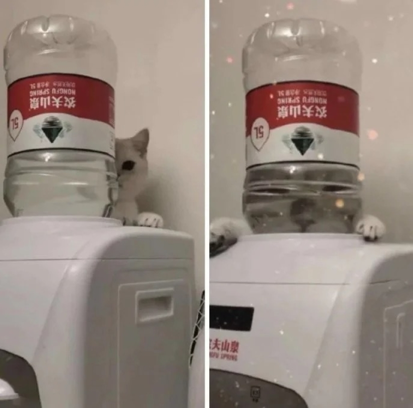 35 photos of such funny cats and their hilarious antics 35 photos of such funny cats and their hilarious antics