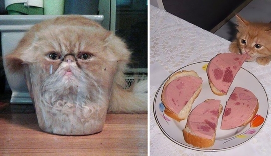 35 photos of such funny cats and their hilarious antics