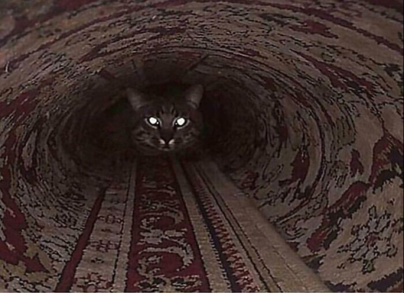 35 photos where you can see something completely different from what is depicted