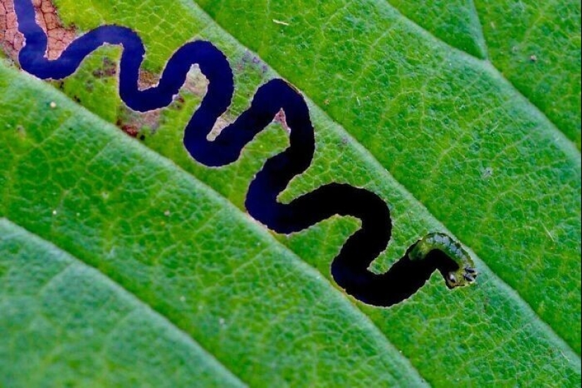 35 photos where you can see something completely different from what is depicted