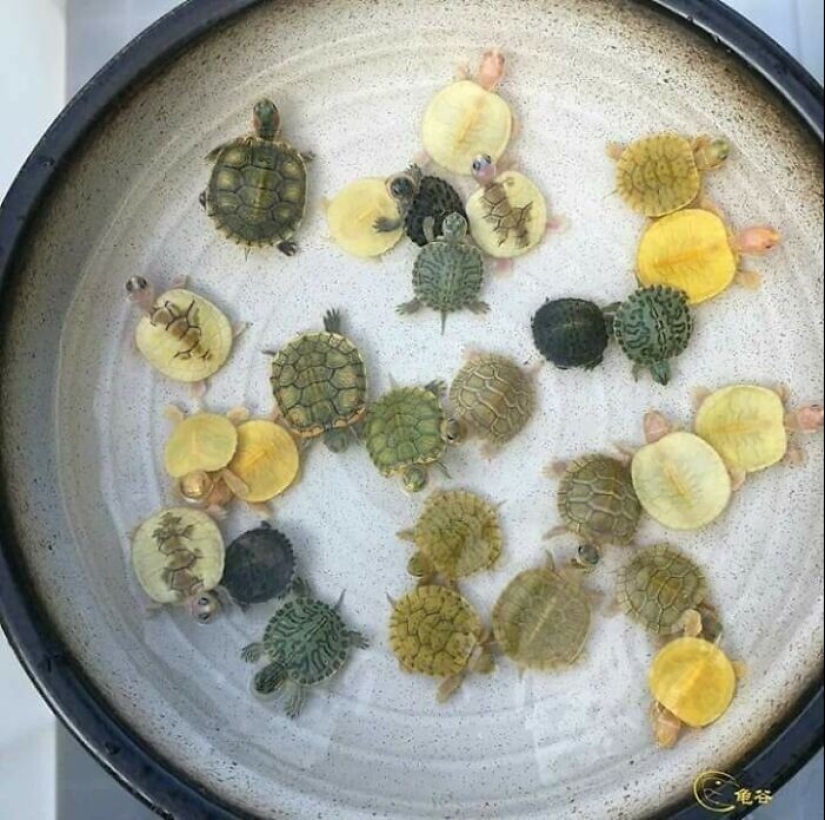 35 photos where you can see something completely different from what is depicted