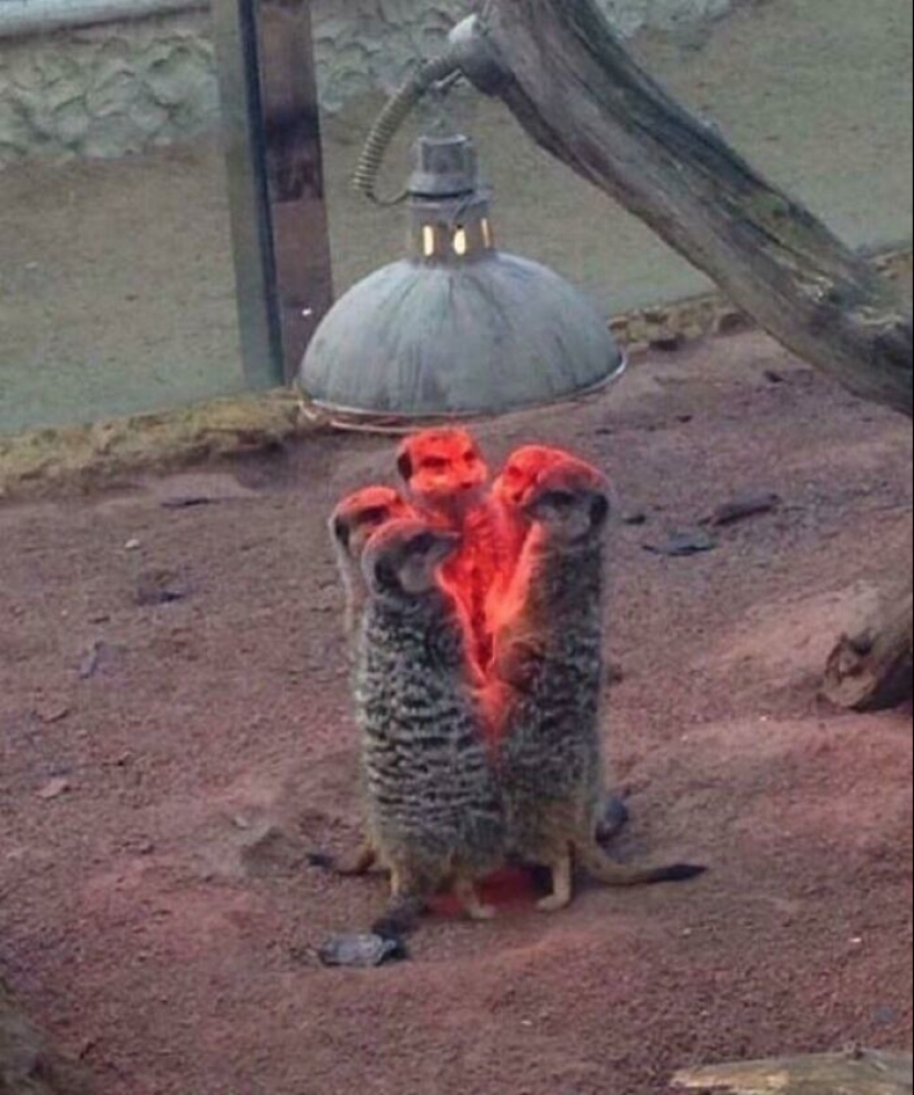 35 photos where you can see something completely different from what is depicted