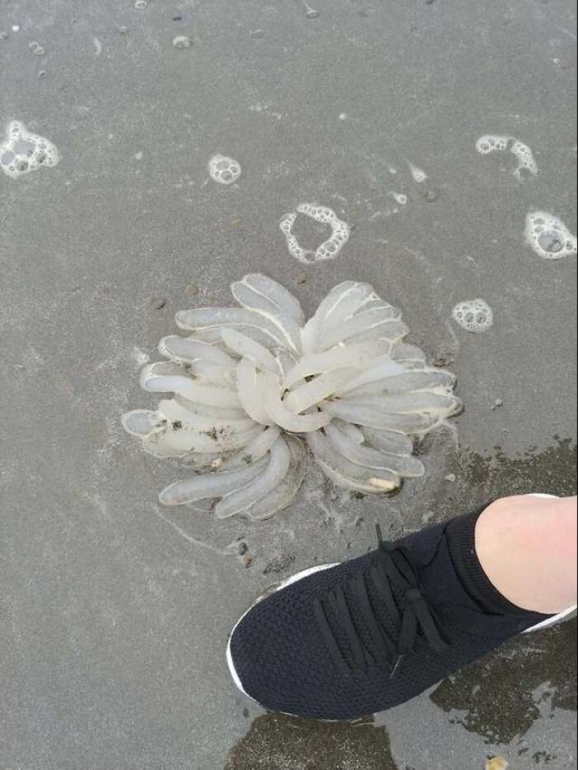 35 times when the Internet has helped people identify their unusual finds