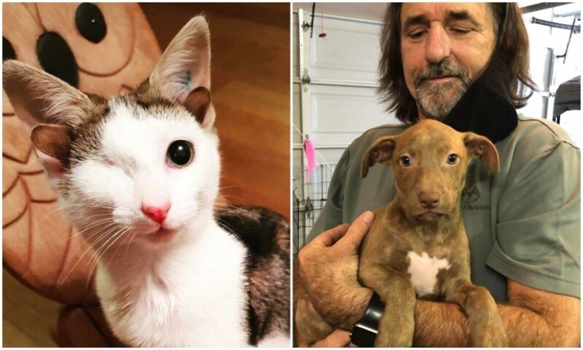 35 touching photos of animals that have been given a new life 35 touching photos of animals that have been given a new life