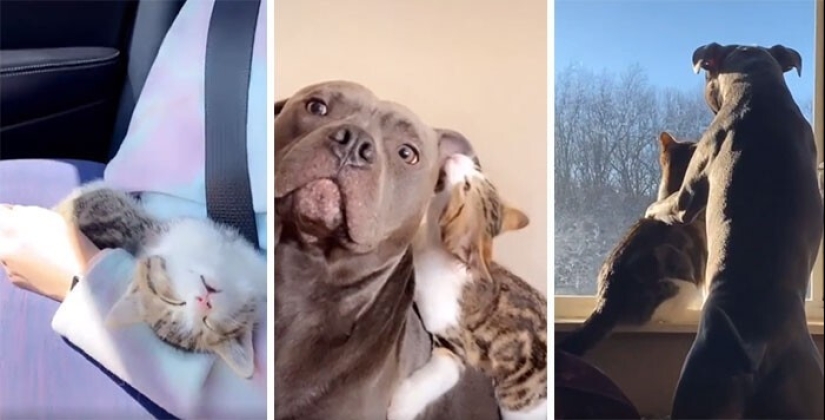 35 touching photos of animals that have been given a new life 35 touching photos of animals that have been given a new life