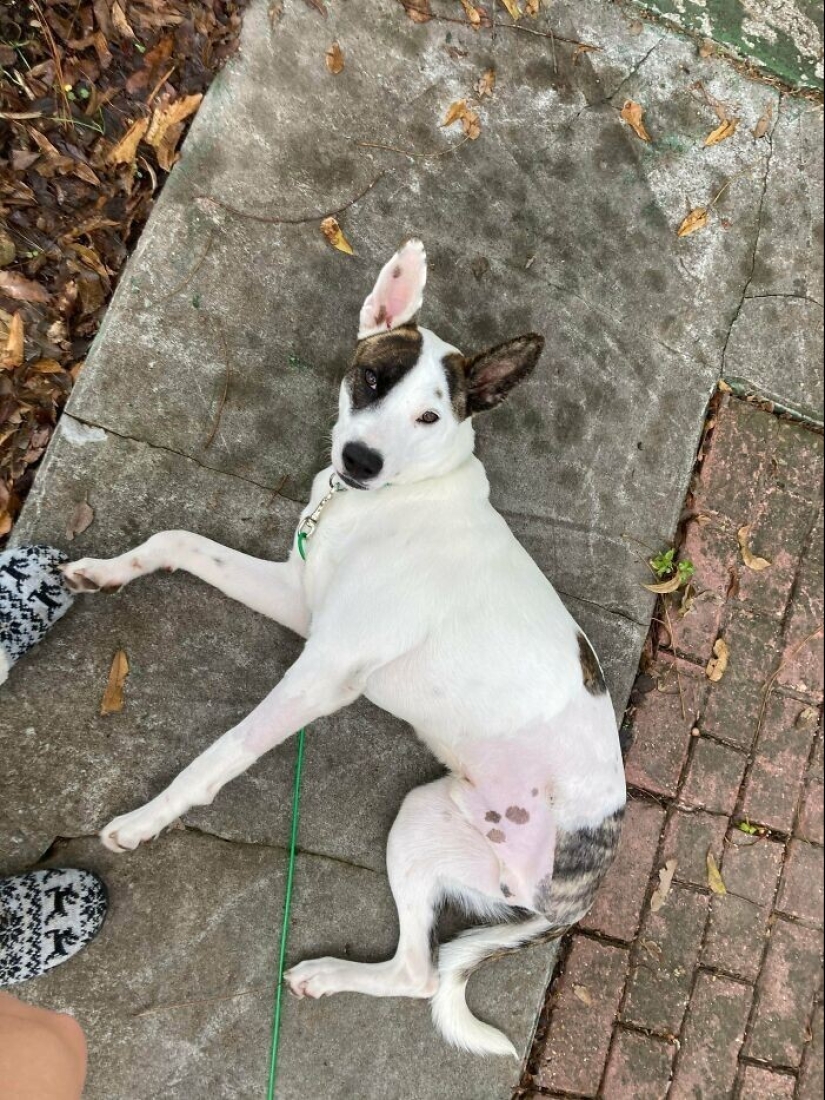 35 touching photos of animals that have been given a new life 35 touching photos of animals that have been given a new life