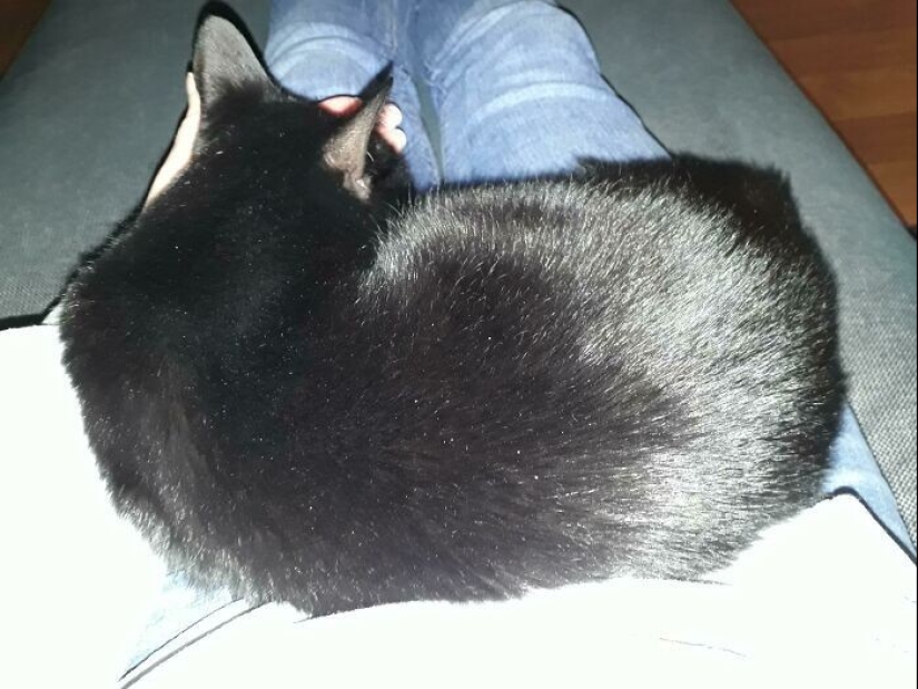 35 touching photos of animals that have been given a new life 35 touching photos of animals that have been given a new life